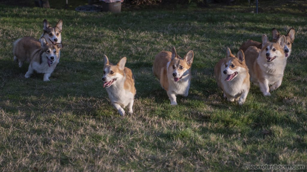 Corgi hot sale breeders northwest